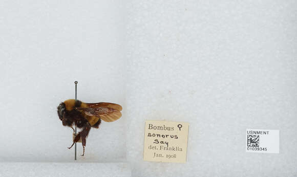 Image of Sonoran Bumble Bee