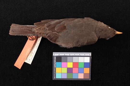 Image of Turdus abyssinicus abyssinicus Gmelin & JF 1789