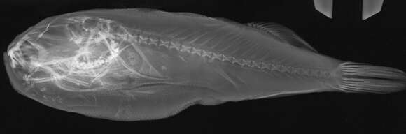 Image of Takifugu pseudommus (Chu 1935)