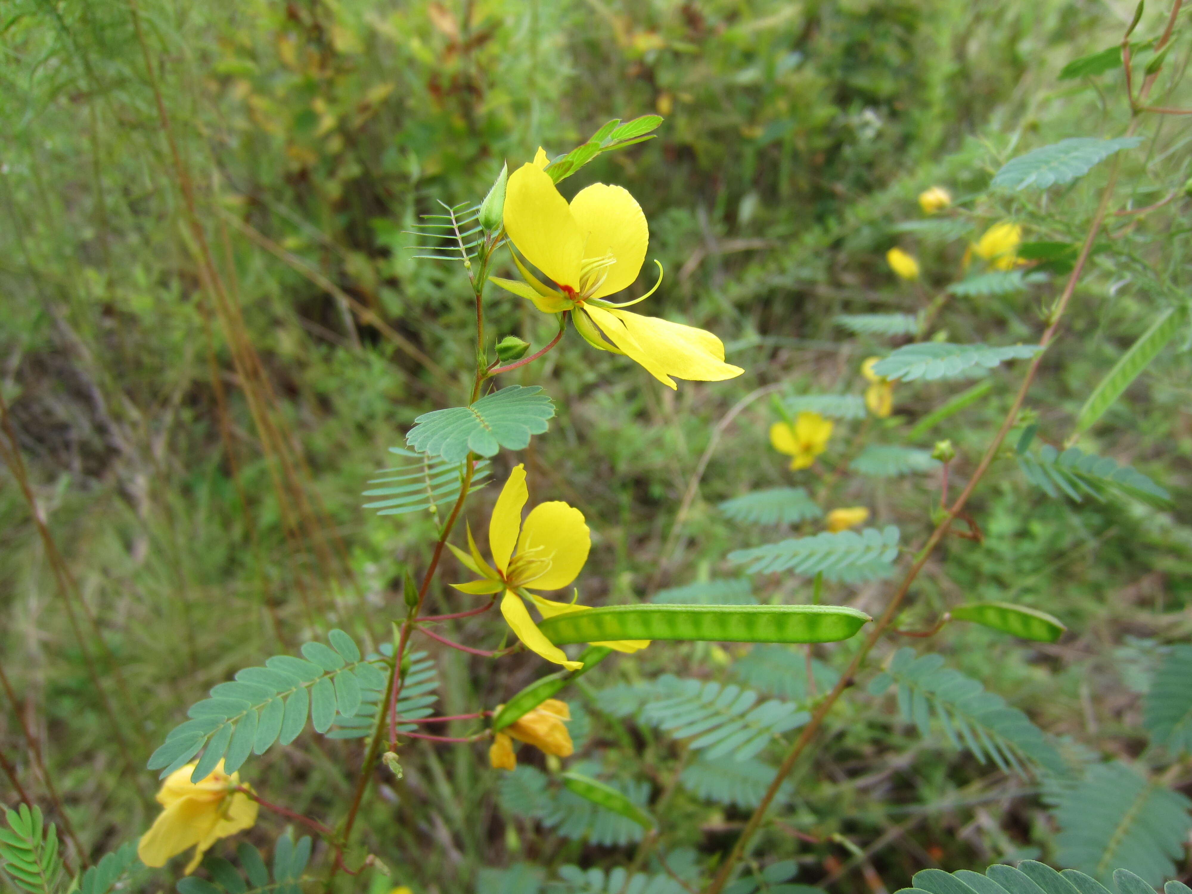 Image of partridge pea