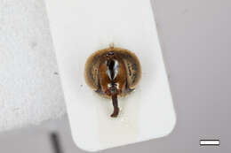 Image of Dasysyrphus darada Ghorpade 1994