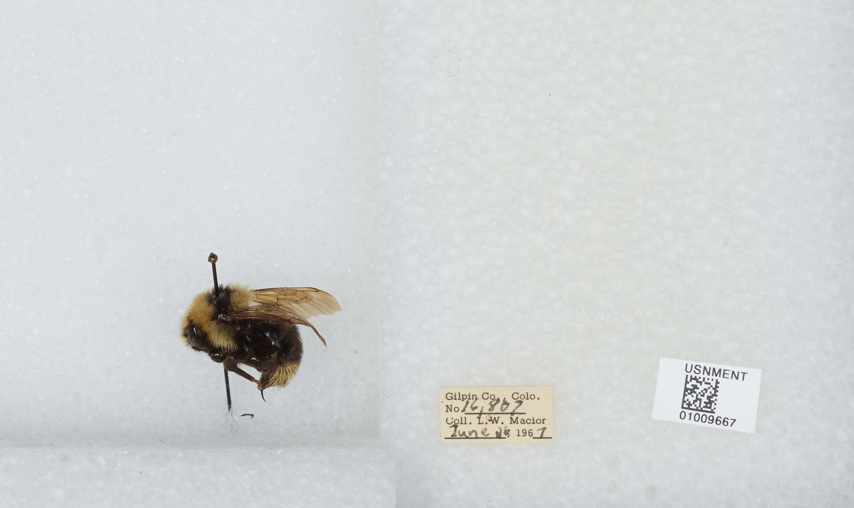 Image de Bombus insularis (Smith 1861)