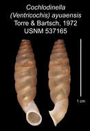 Image of Cochlodinella ayuaensis C. Torre & Bartsch 1972