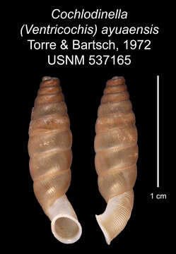 Sivun Cochlodinella ayuaensis C. Torre & Bartsch 1972 kuva