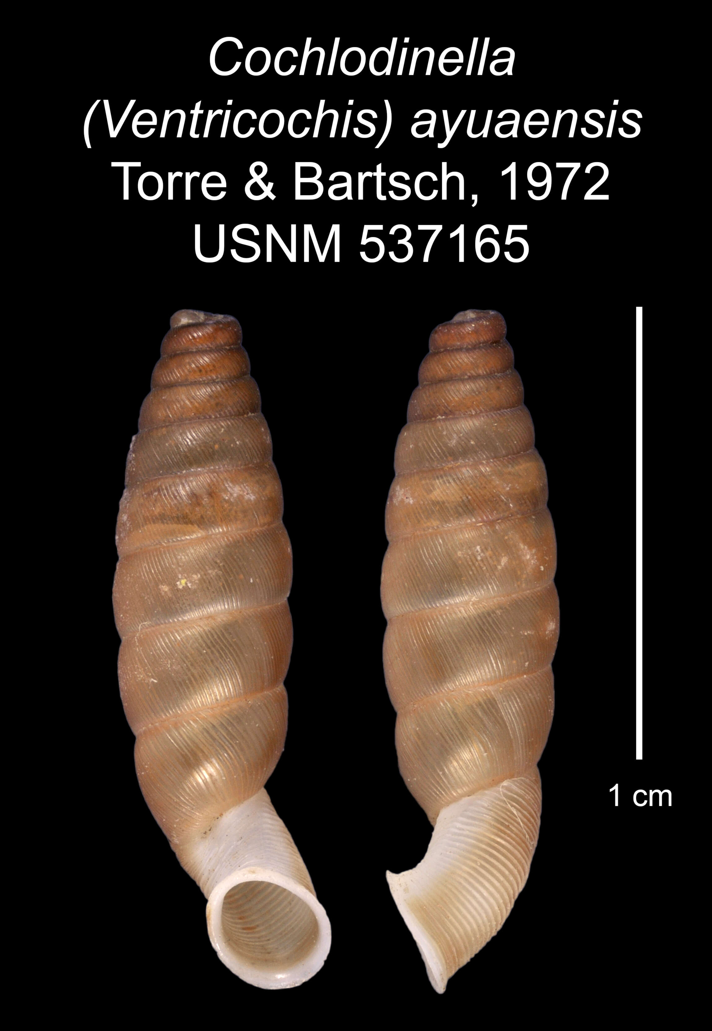 Image of Cochlodinella ayuaensis C. Torre & Bartsch 1972