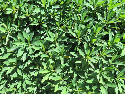 Image of Oriental paperbush