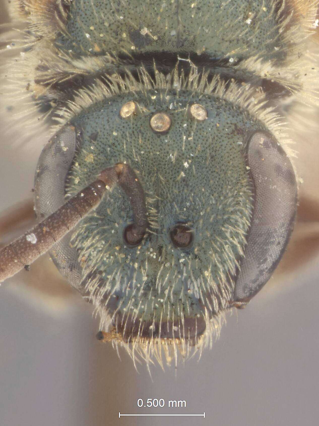 Image of Halictus