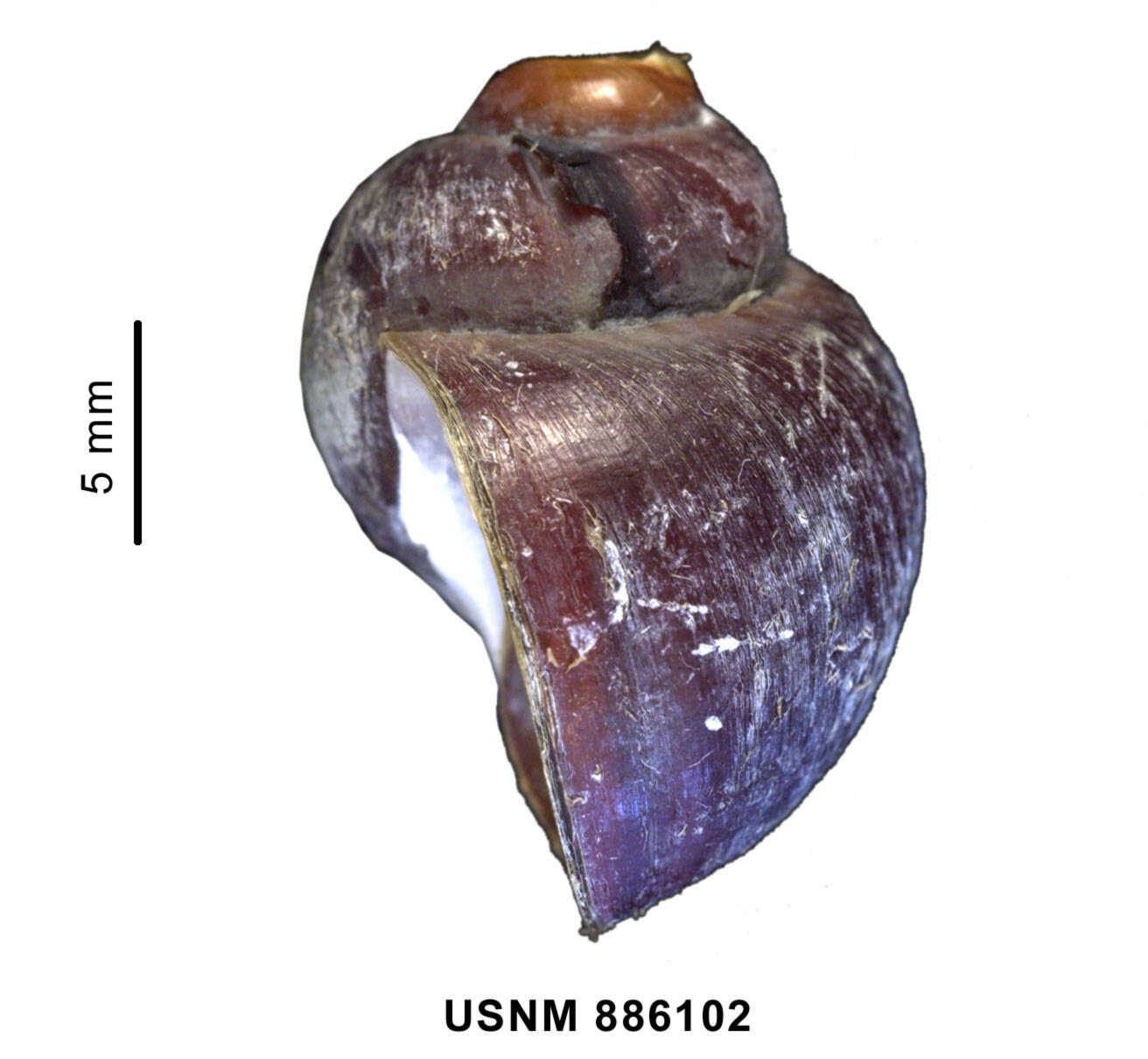 Image of Amauropsis rossiana E. A. Smith 1907