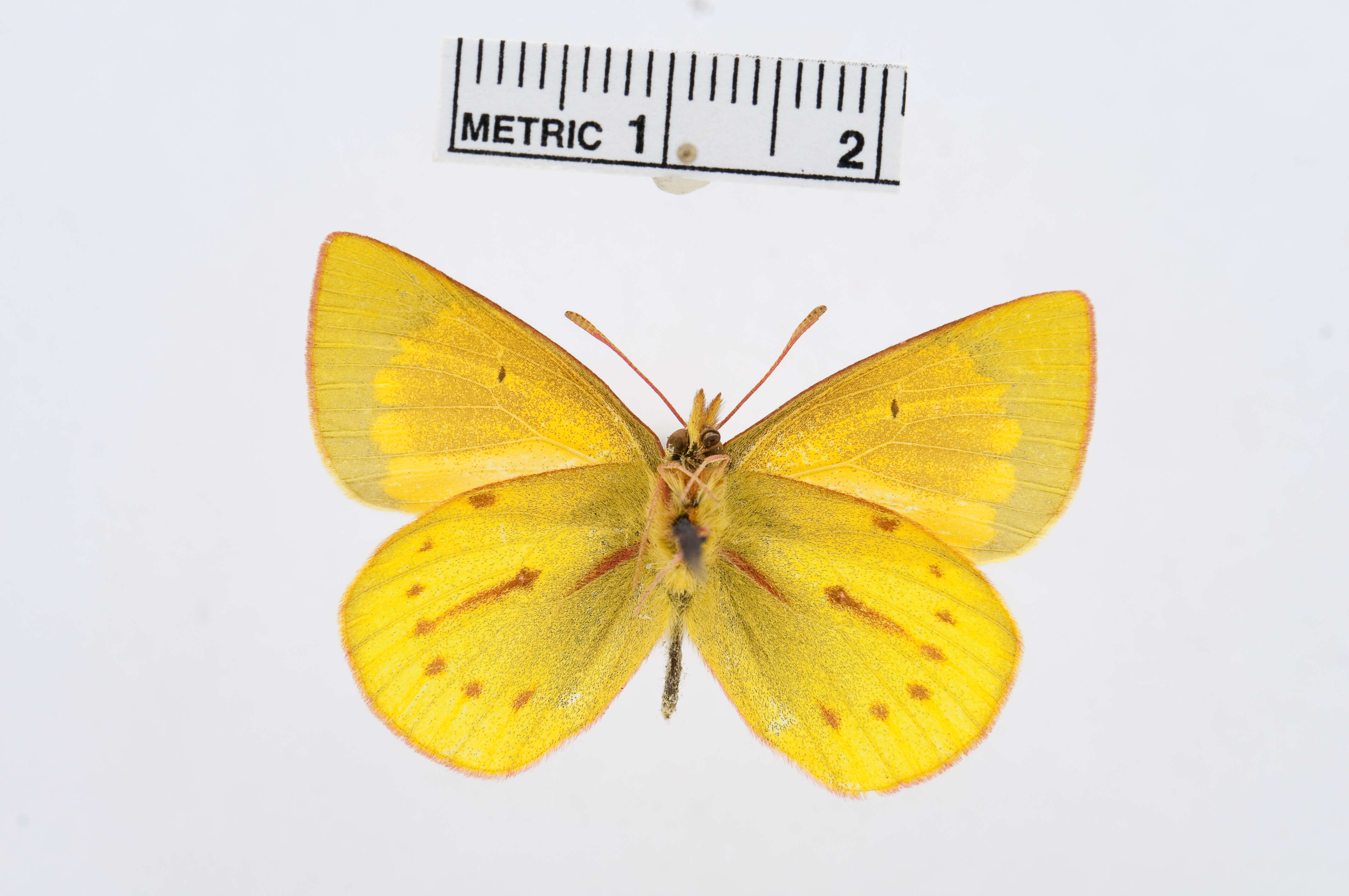 Image of Colias euxanthe Felder & Felder 1865