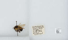 Image of Bombus ephippiatus Say 1837