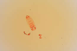 Image of Asymphorodes acritopterus Clarke 1986