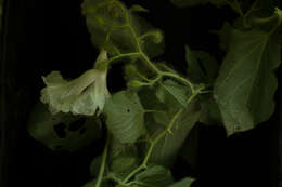 Image of Ipomoea suaveolens (M. Mart. & Gal.) Hemsl.