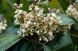 Imagem de Miconia pyramidalis (Desr.) DC.