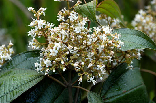 Image of Miconia pyramidalis (Desr.) DC.