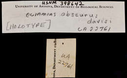 Image of Tamias obscurus davisi (Callahan 1977)