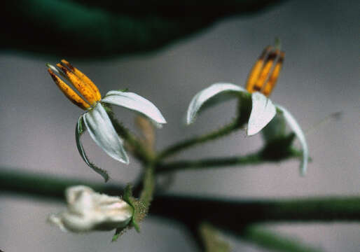 Image of lanceleaf nightshade