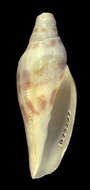 Image of Scaphella neptunia Clench & Aguayo 1940