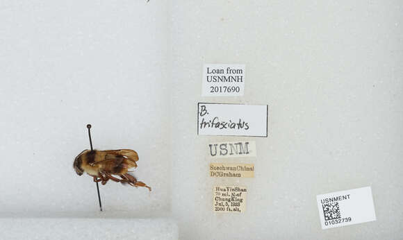 Image of Bombus trifasciatus Smith 1852