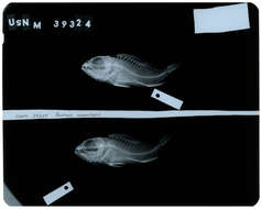 صورة Pontinus nematophthalmus (Günther 1860)