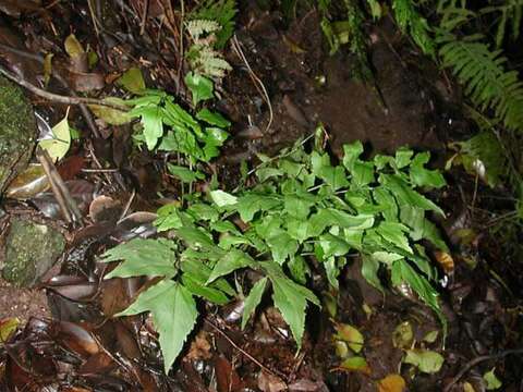 Image of dwarf netvein hollyfern