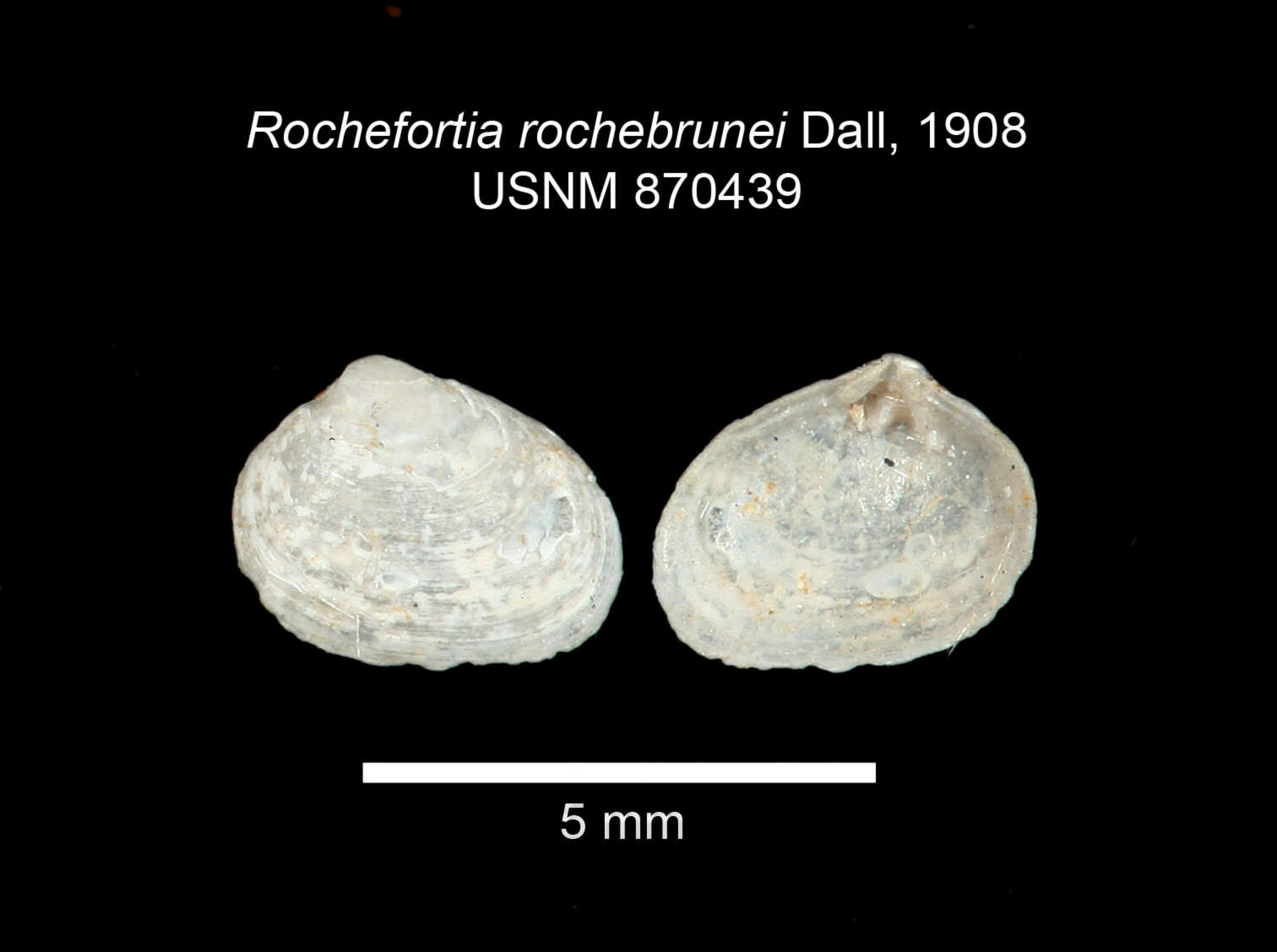Image of Mysella rochebrunei (Dall 1908)