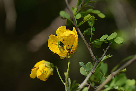 Plancia ëd Senna wislizeni var. pringlei (Rose) H. S. Irwin & Barneby