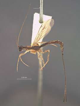 Image of Polystenidea Viereck 1911