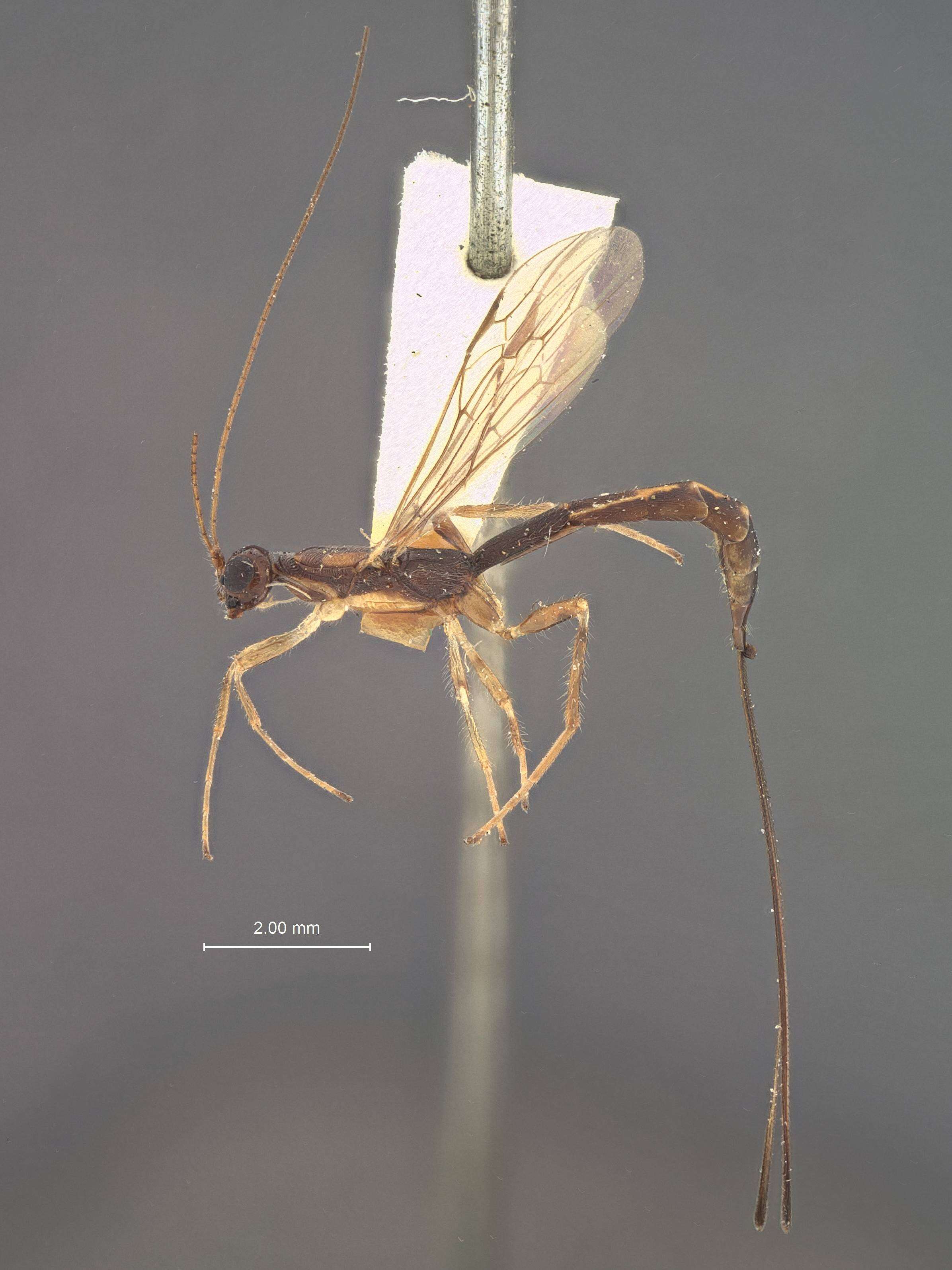 Image of Polystenidea Viereck 1911