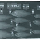 Image of Blackbelt cardinalfish