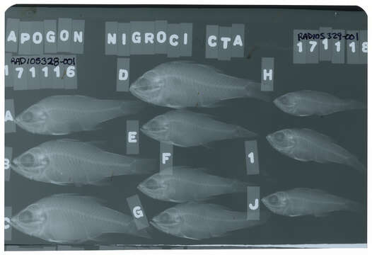 Image of Blackbelt cardinalfish