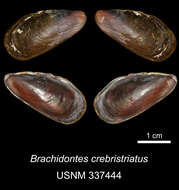 Image of Brachidontes crebristriatus (Conrad 1837)