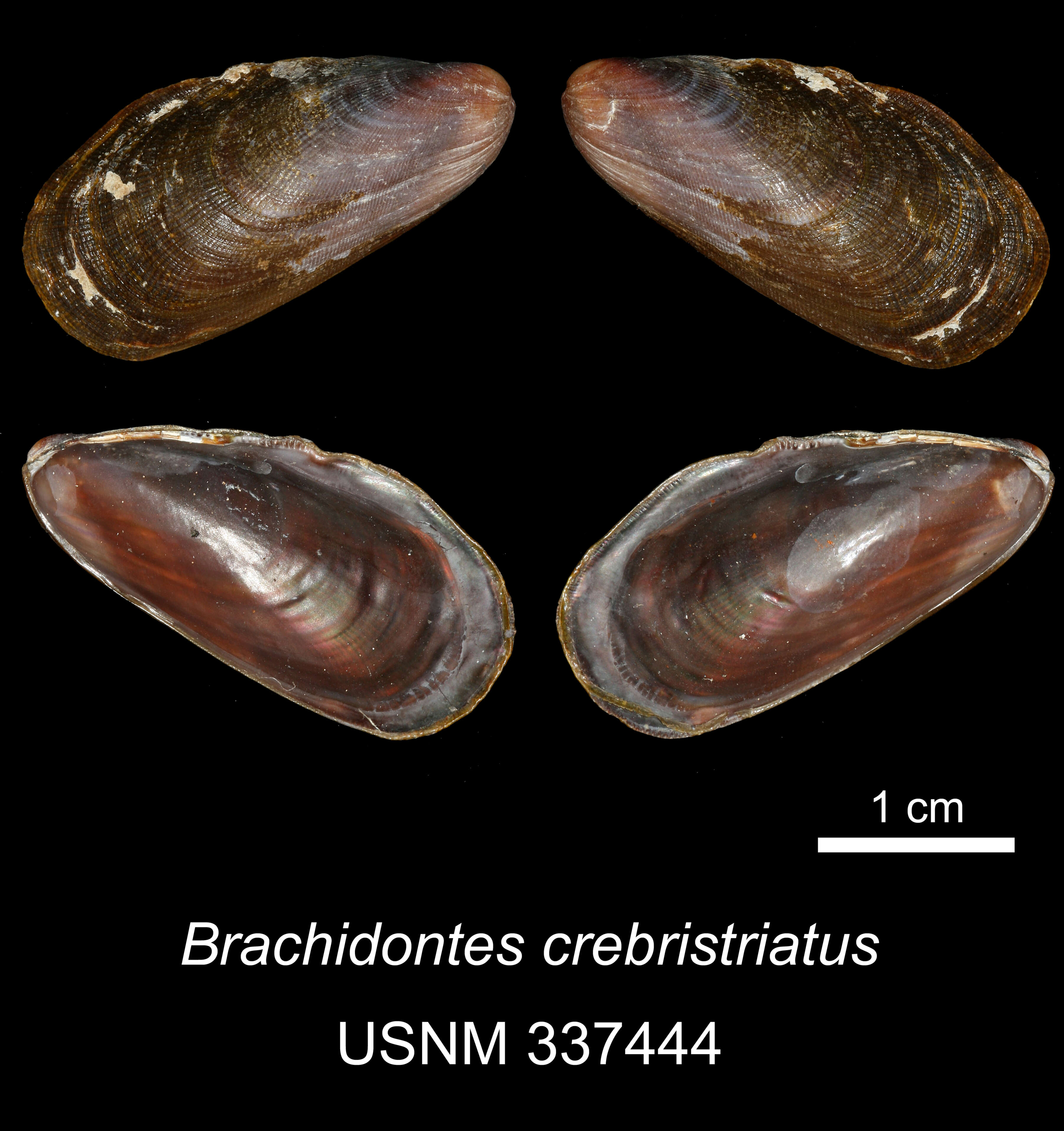 Image of Brachidontes crebristriatus (Conrad 1837)