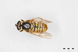 Image of Sphecomyia dyari Shannon 1925