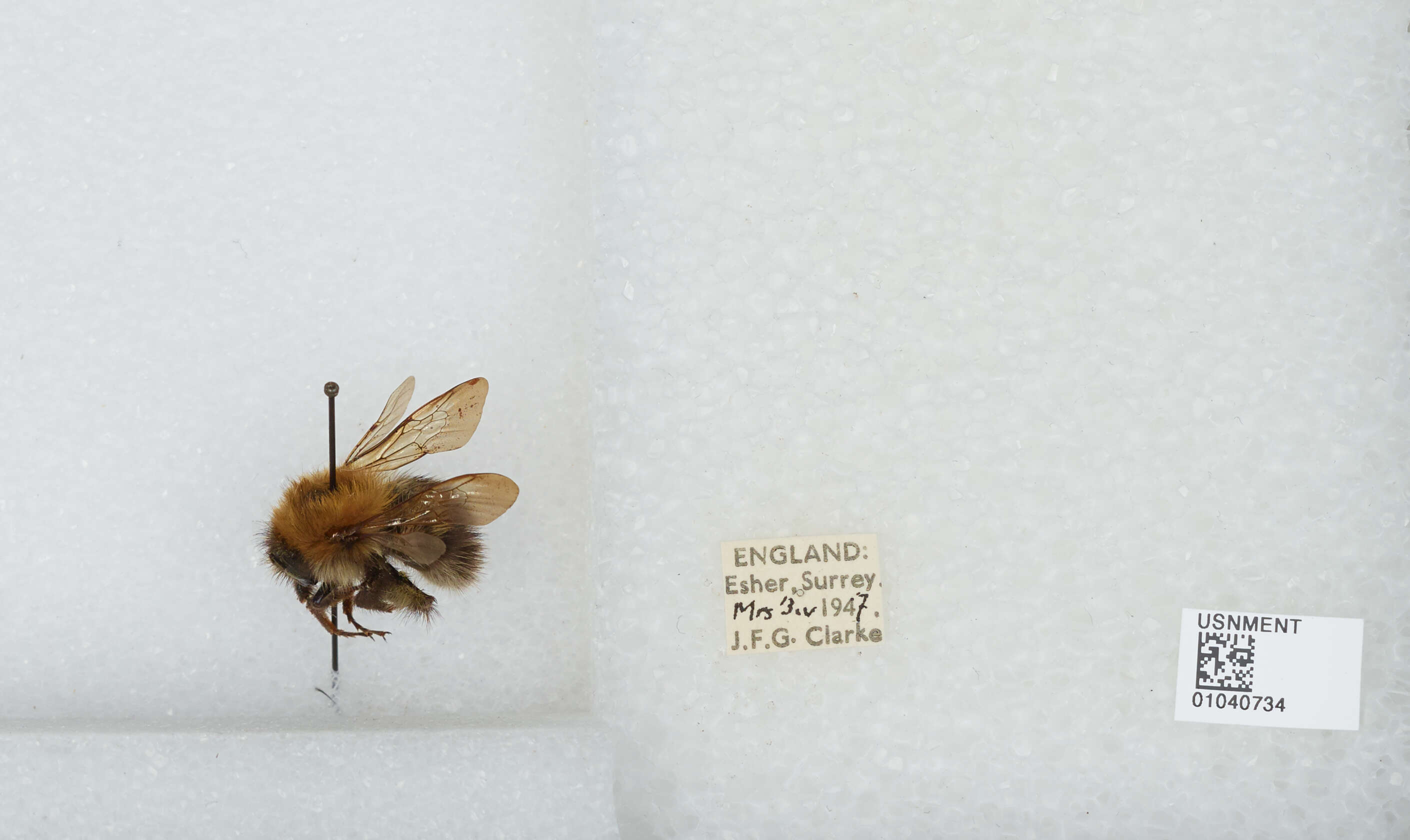 Image of Common carder bumblebee