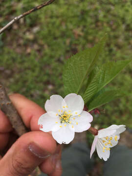 صورة Prunus L.