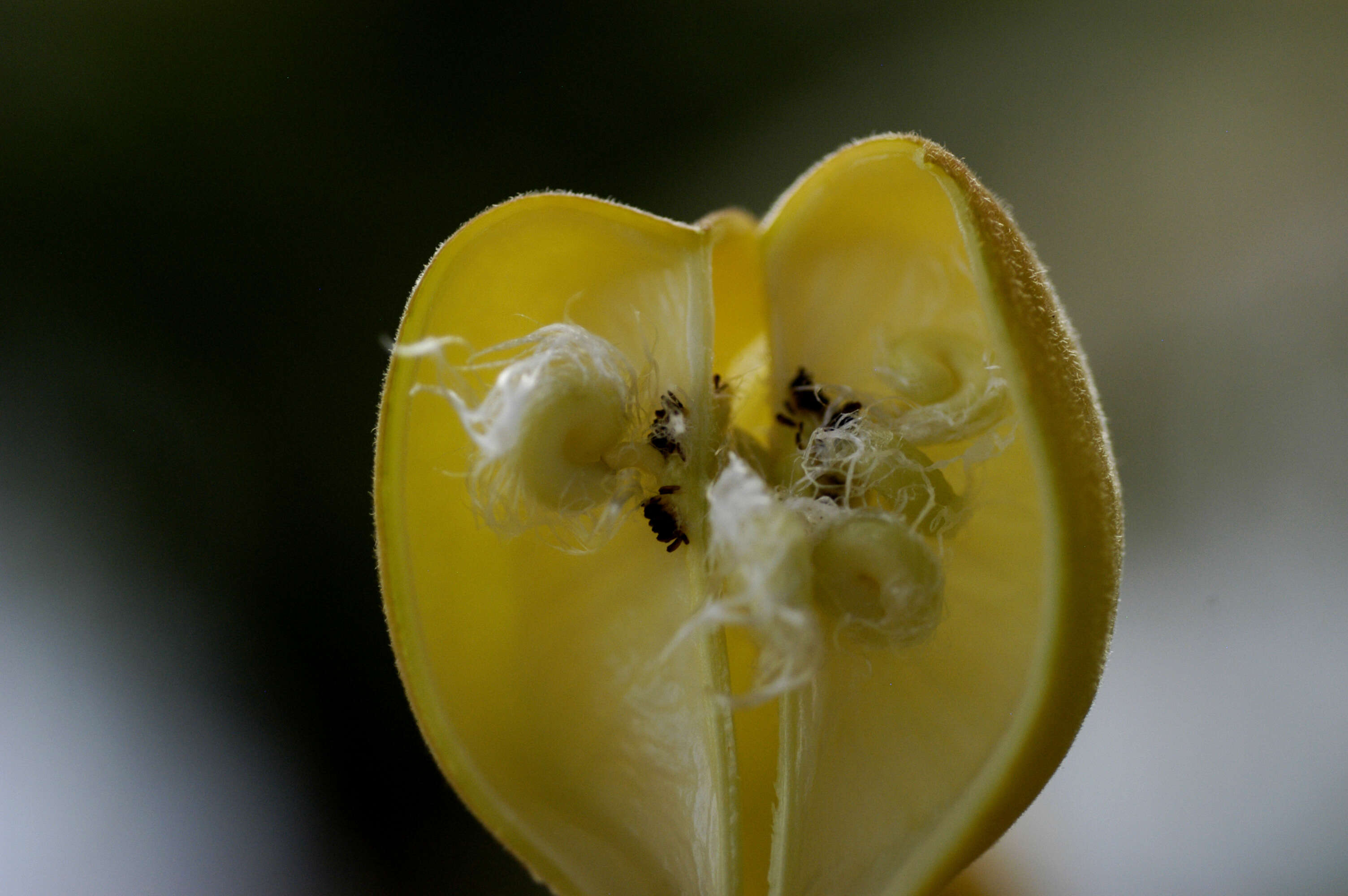 Imagem de Cochlospermum orinocense (Kunth) Steud.