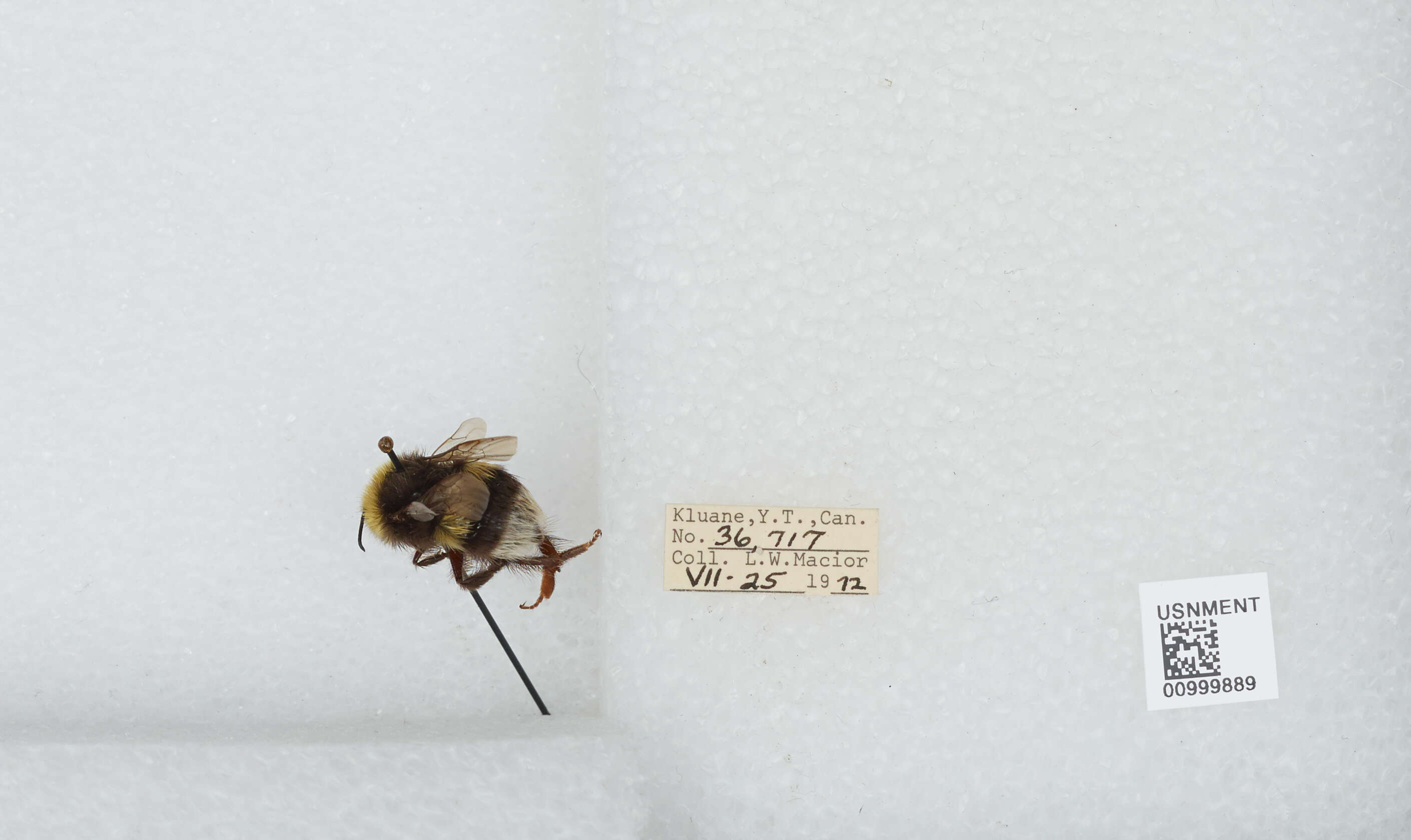 Image of White-tailed bumblebee