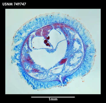 Image of Dorymenia interposita Salvini-Plawen 1978