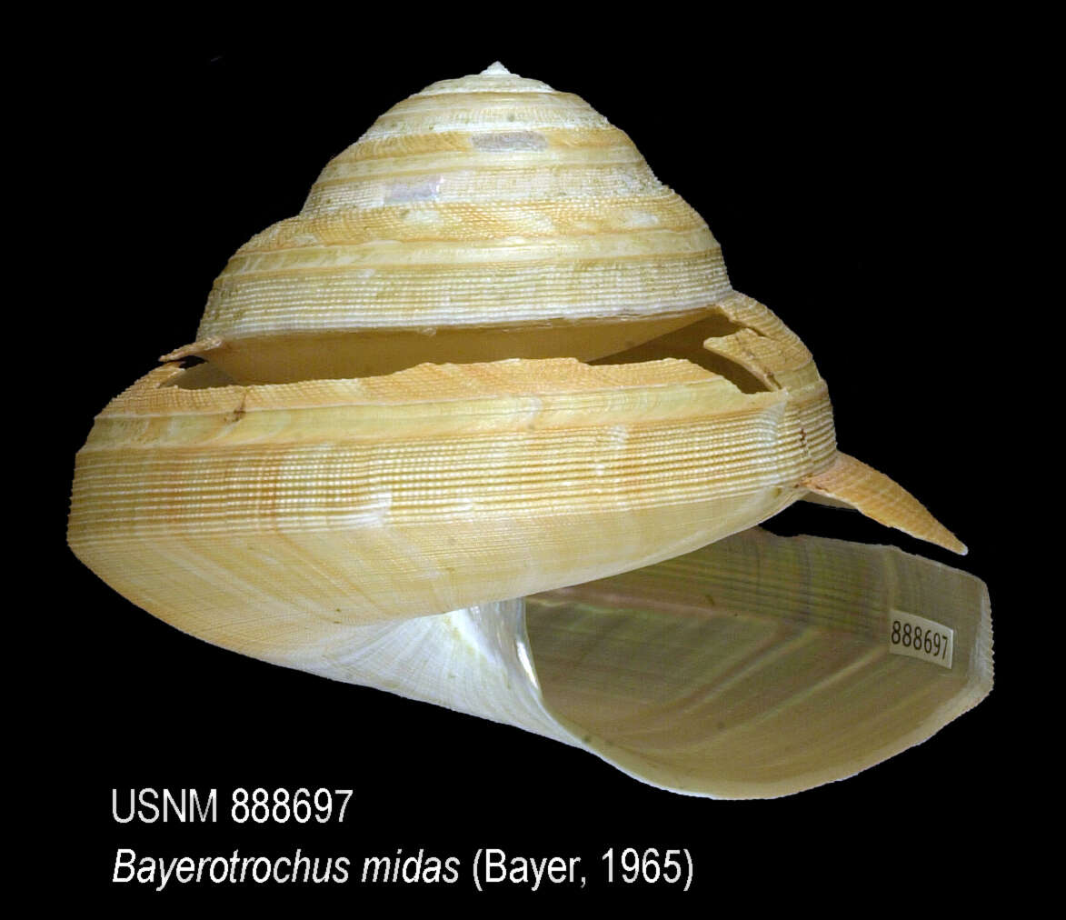 Image de Bayerotrochus midas (Bayer 1965)