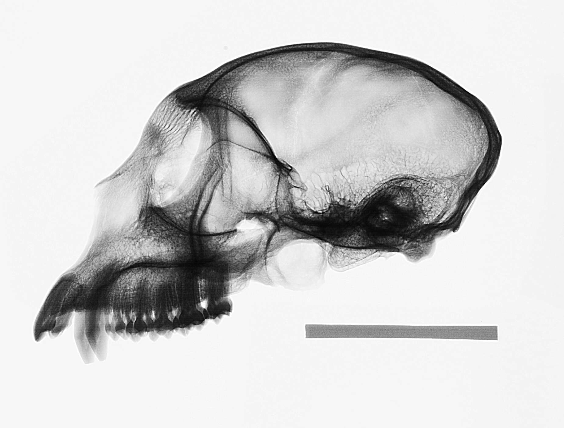 Слика од Cercopithecus mitis stuhlmanni Matschie 1893