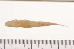 Sivun Notropis volucellus (Cope 1865) kuva