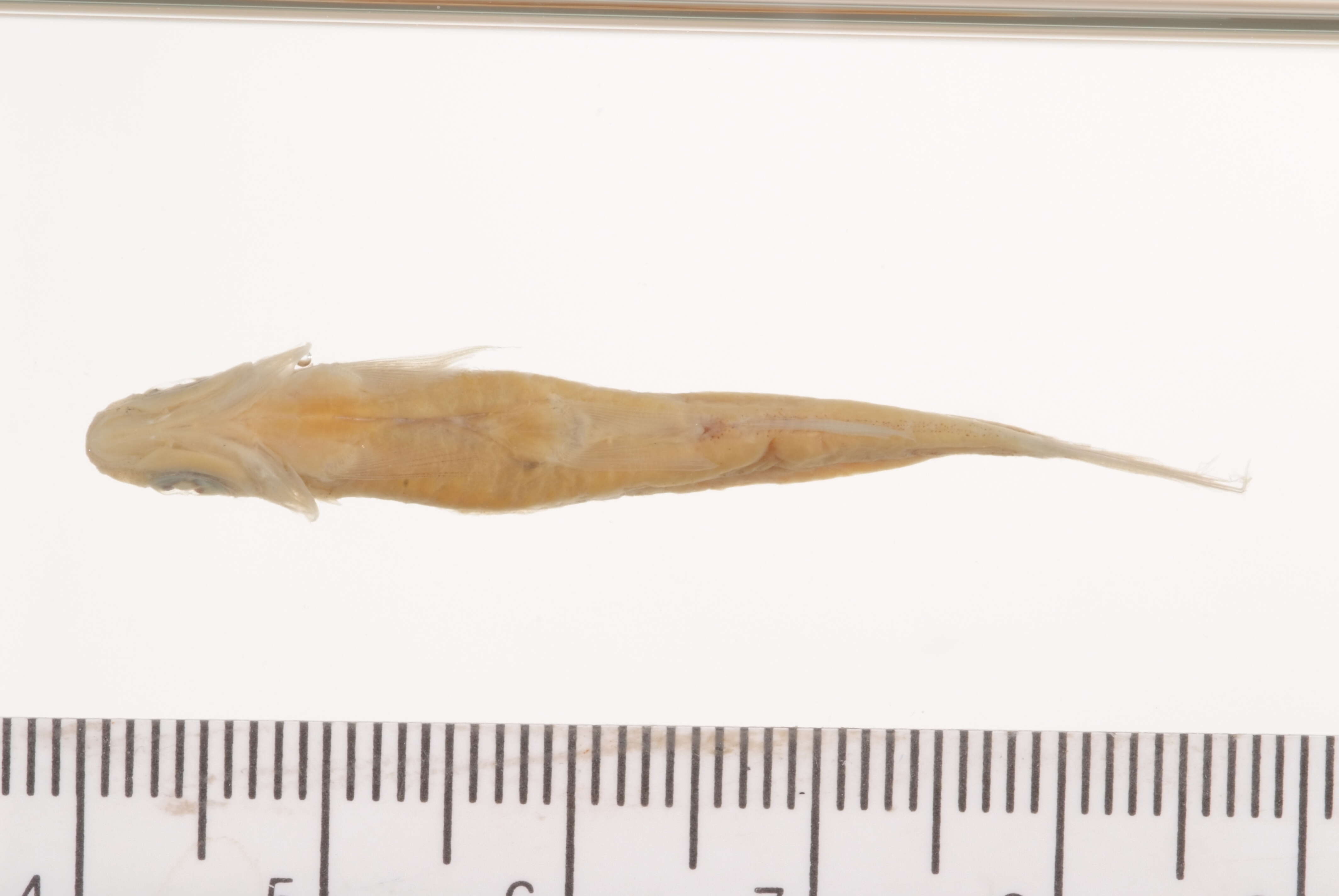 Sivun Notropis volucellus (Cope 1865) kuva