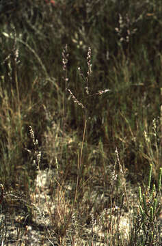 Image of Puccinellia festuciformis (Host) Parl.