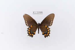 Image of Papilio Linnaeus 1758