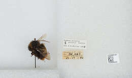 Image of Polar Bumble Bee