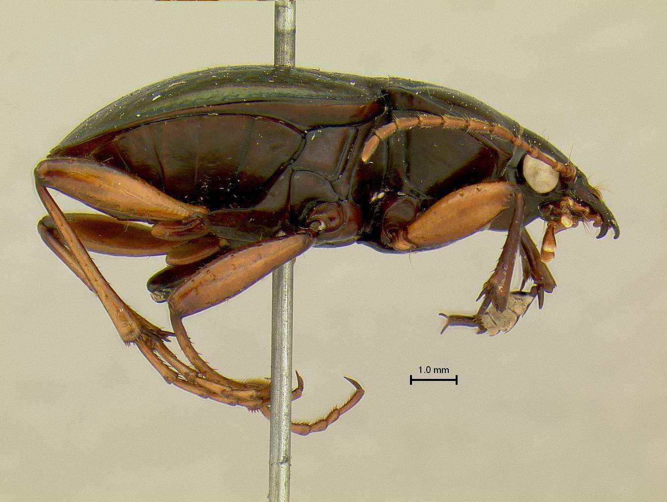 Image of Carabus Linnaeus 1758