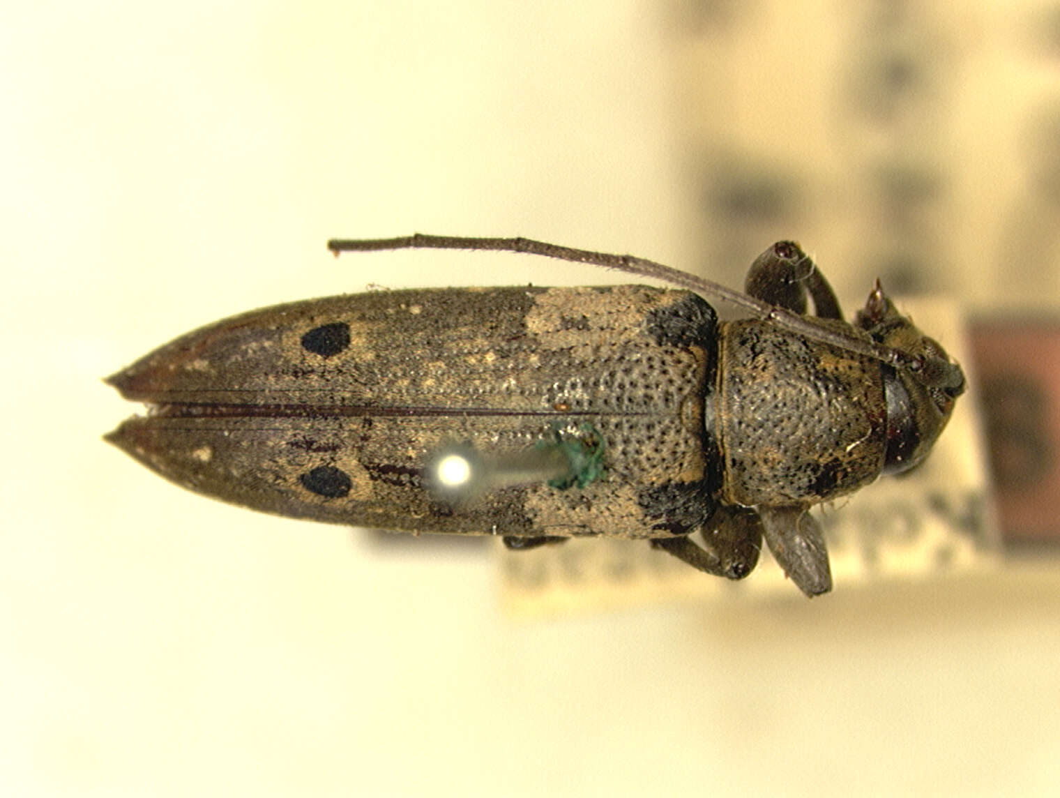 Mycerinopsis humeralis (Aurivillius 1927) resmi