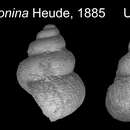 Image of Georissa sinensis (Heude 1882)