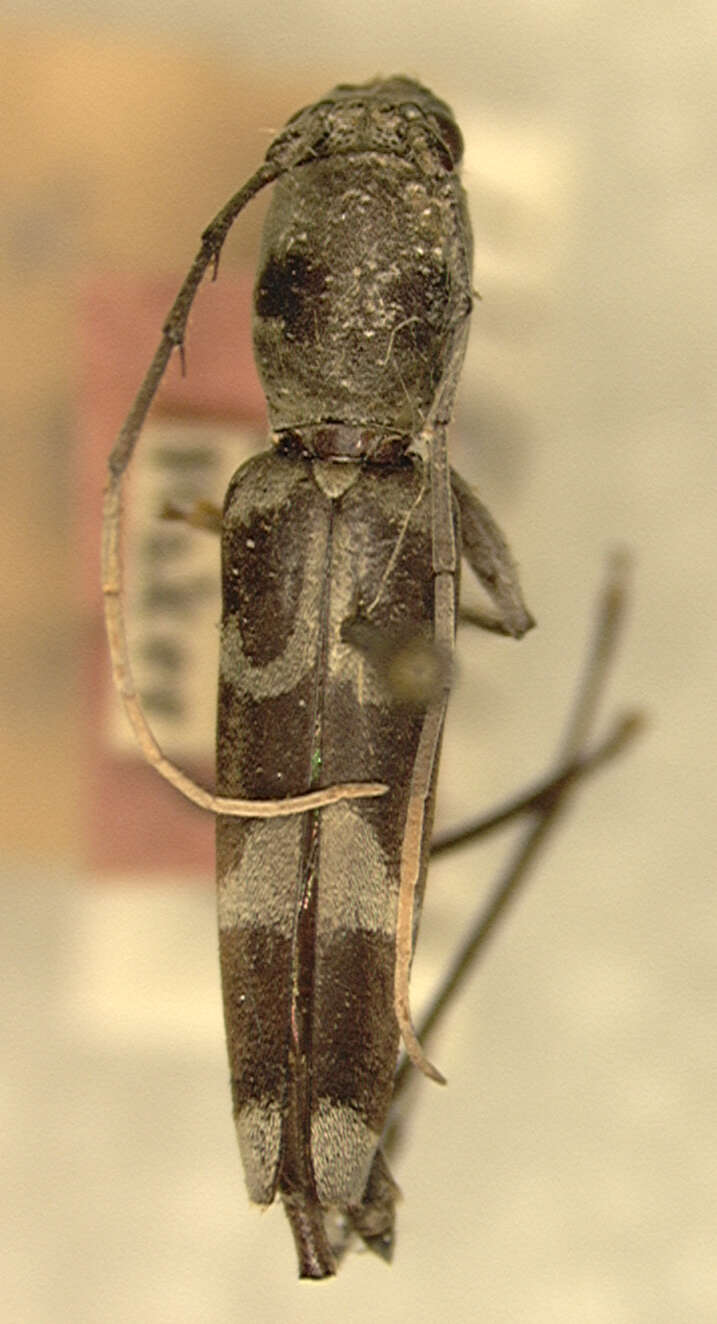 Image of Demonax samarensis Aurivillius 1928