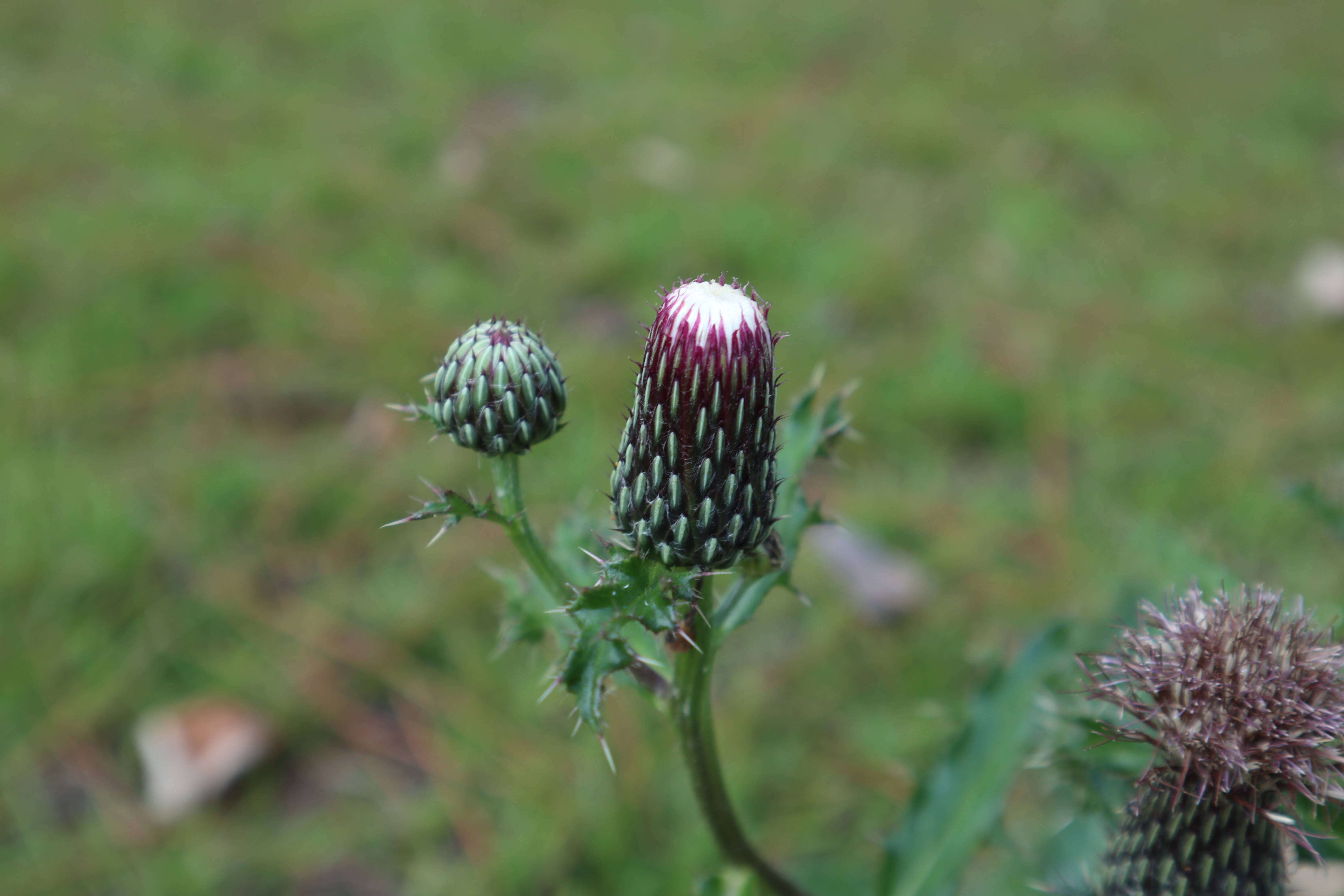 Imagem de Cirsium repandum Michx.